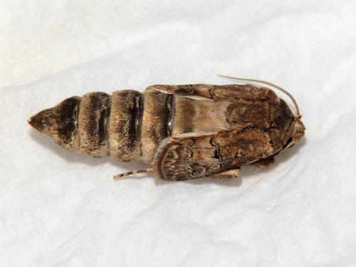 Réf. 296 856 : Agrotis bigramma